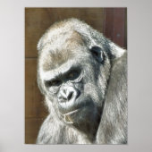 POSTER FUNNY GORILLA (Devant)