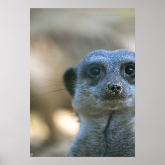 Poster Funny Meerkat (Devant)