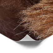 Poster Funny Raccoon Sticking It's Tongue Out (Coin)