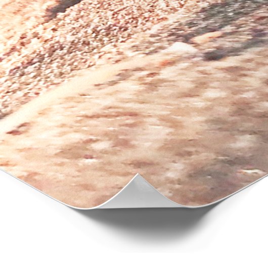 Poster Funny Sand Sea Shell Snowboard Collage (Coin)