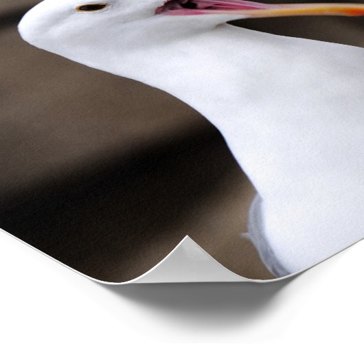 Poster FUNNY Seagull (Coin)