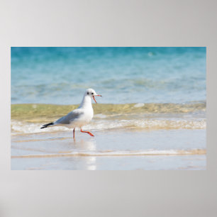 Poster Funny seagull