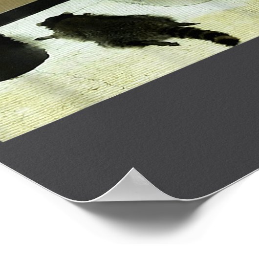 Poster Funny Trashed Panda Drunk Racoon  (Coin)