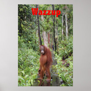 Poster Funny Wazzup avec Krista Orangutan