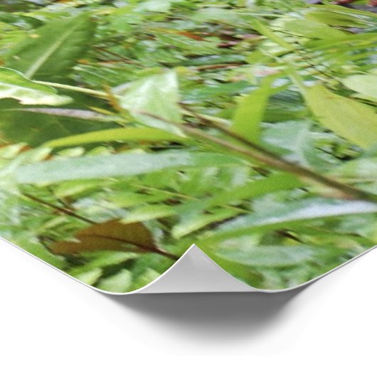 Poster Funny Wazzup avec Krista Orangutan (Coin)