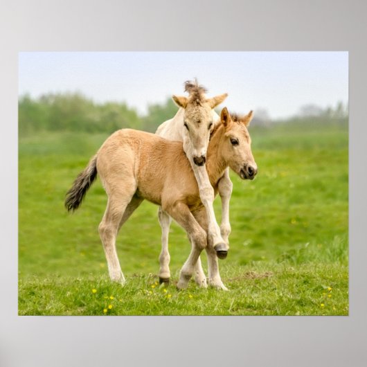 Poster Funny Wild Konik Horses Foals Playing Together - (Devant)