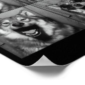 Poster Funny Wolf Photo Booth Sungles Dog  (Coin)