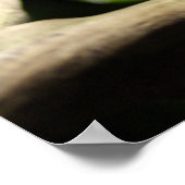 Poster Furcifer oustaleti (Coin)