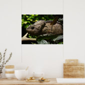 Poster Furcifer oustaleti (Cuisine)