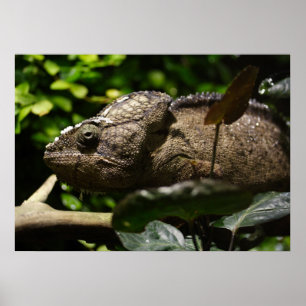 Poster Furcifer oustaleti