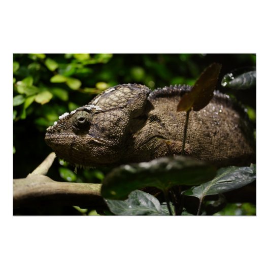 Poster Furcifer oustaleti (Devant)