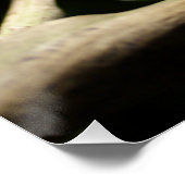 Poster Furcifer oustaleti (Coin)
