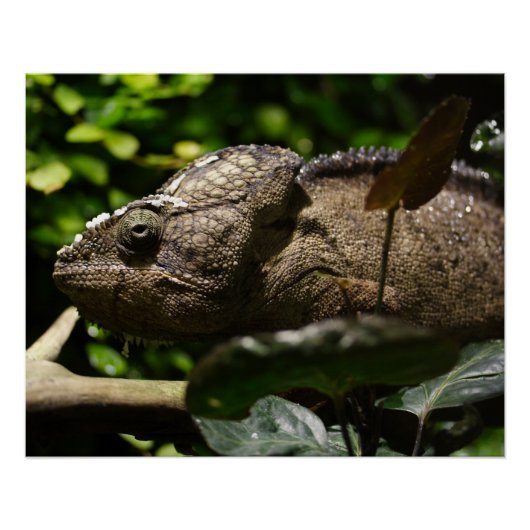 Poster Furcifer oustaleti (Devant)