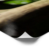 Poster Furcifer oustaleti (Coin)