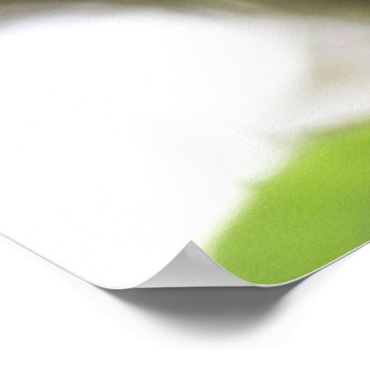 Poster Fuschia (Coin)