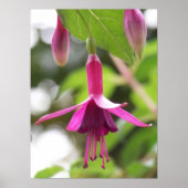 Poster Fuschia (Devant)