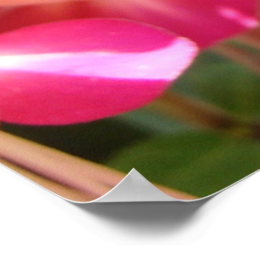 Poster Fuschia rose vif (Coin)