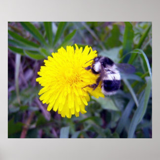 Poster Fuzzy Bee