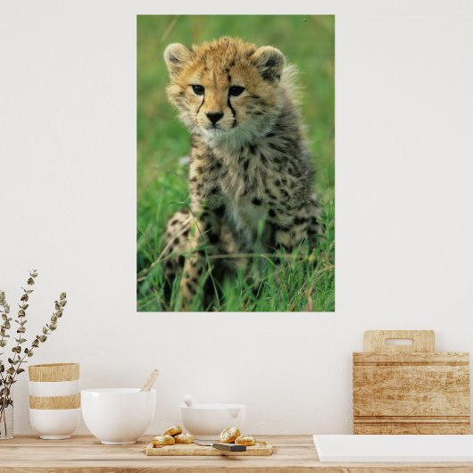 Poster Fuzzy Cheetah Cub (Cuisine)
