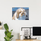 Poster Fuzzy Holland Mini Dwarf Lop Bunny Rabbit (Bureau à domicile)