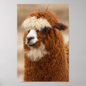 Poster Fuzzy Llama (Devant)