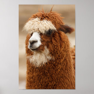 Poster Fuzzy Llama