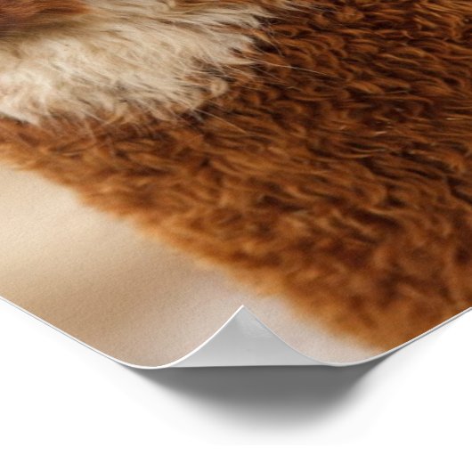 Poster Fuzzy Llama (Coin)