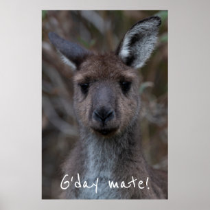 Poster G jour Mate Western Grey Kangaroo