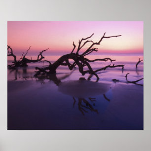 Poster GA Jekyll Island, Cimetière d'arbres sur la plage 