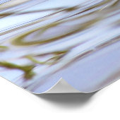 Poster Gadwell Duck (Coin)