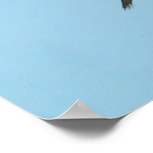 Poster Gadwell Duck (Coin)