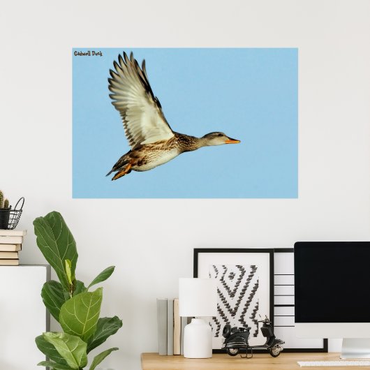 Poster Gadwell Duck (Bureau à domicile)