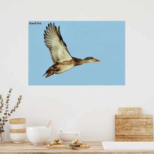 Poster Gadwell Duck (Cuisine)