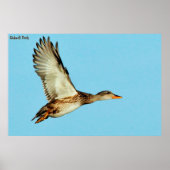 Poster Gadwell Duck (Devant)