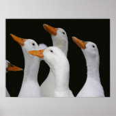 Poster Gaggle des Canards blancs Photographie (Devant)