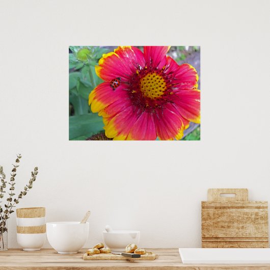 Poster Gaillardia et Ladybug (Cuisine)
