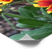 Poster Gaillardia Rouge Et Jaune Blanche Faisée (Coin)