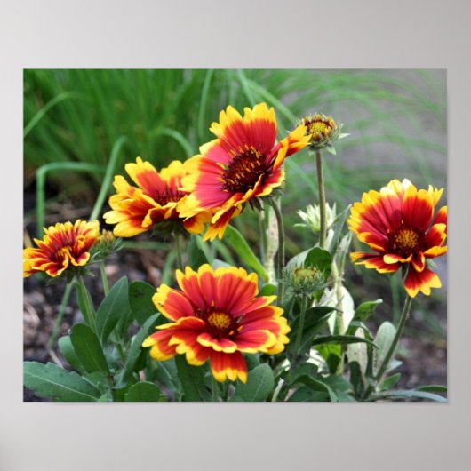 Poster Gaillardia Rouge Et Jaune Blanche Faisée (Devant)