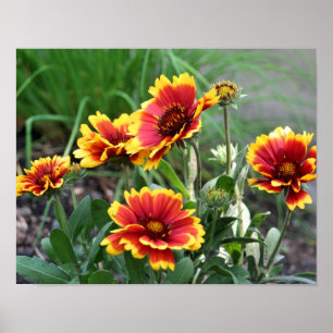Poster Gaillardia Rouge Et Jaune Marguerite Fleur De Plai