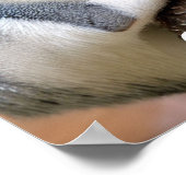 Poster Galago alias Bush Baby (Coin)