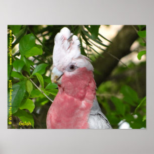 Poster Galah (Breasted rose/cacatoès rose)
