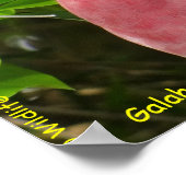 Poster Galah (Cockatoo à poitrine Rose/roseate) (Coin)