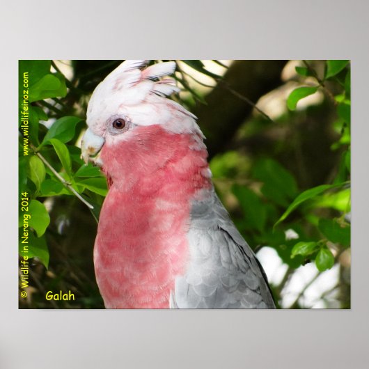 Poster Galah (Cockatoo à poitrine Rose/roseate) (Devant)