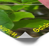 Poster Galah (Cockatoo à poitrine Rose/roseate) (Coin)