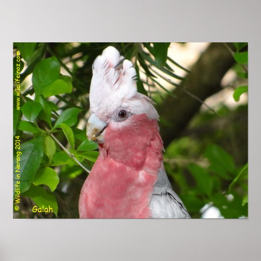 Poster Galah (Cockatoo à poitrine Rose/roseate) (Devant)