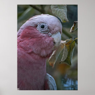 Poster Galah ou Cacatoès à tête rose