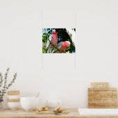 Poster Galahs (Cockatoos à poitrine Rose/roseate) (Cuisine)