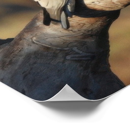 Poster Galahs roses (Coin)