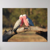 Poster Galahs roses (Devant)