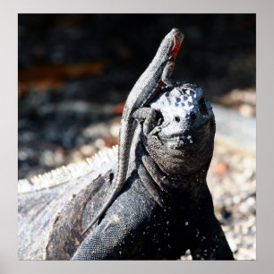 Poster Galapagos